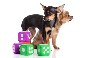 chihuahua and cubes  isolated on white background