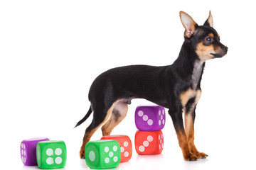 chihuahua and cubes  isolated on white background
