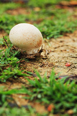 White mushrooms on the grass.