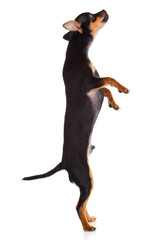 chihuahua isolated on white background