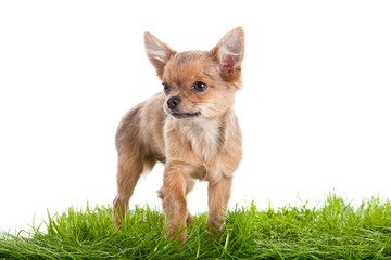 chihuahua on green gras isolated on white background