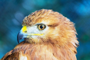 Red-tailed Hawk © Scanrail