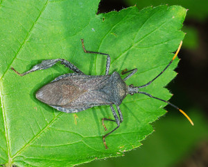 Reduviid Bug on Leaf with Missing Leg