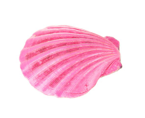 Colorful seashell isolated on white