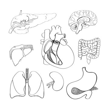 Handmade vector set of human organs