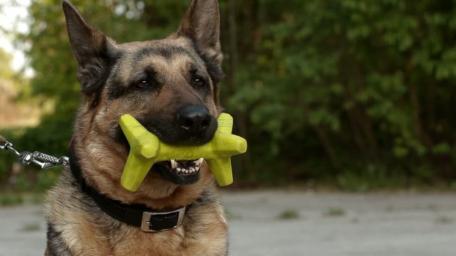A German Shepherd Dog with a toy in it's mouth