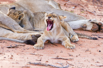 Fototapeta premium Lioness female with cubs