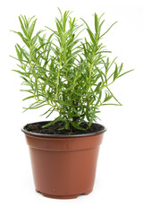 fresh rosemary in a pot isolated on white background