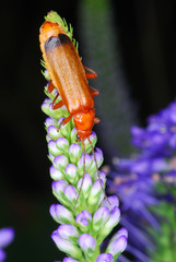 roter gelber weichkäfer