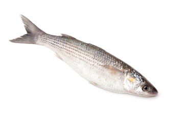 Grey Mullet fish