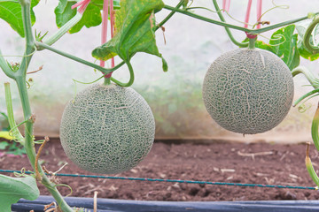 Hanging Japanese melons in melon orchard