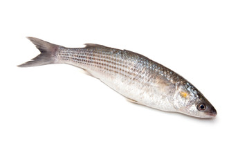 Grey Mullet fish