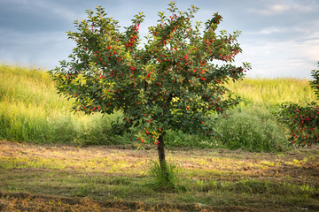 cherries on orchard tree
