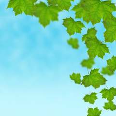 Fototapeta na wymiar Fall of green maple leaves