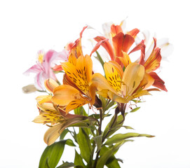   Alstroemeria flowers