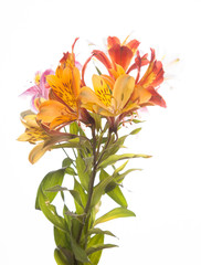 Fototapeta na wymiar Alstroemeria flowers