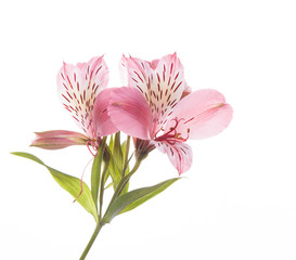 Obraz premium Alstroemeria flowers