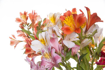 Obraz na płótnie Canvas Alstroemeria flowers