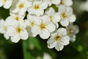 Obraz na płótnie Canvas little white flowers