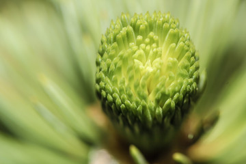 Branch of a pine in the spring