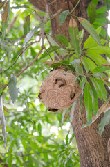 hornet's nest