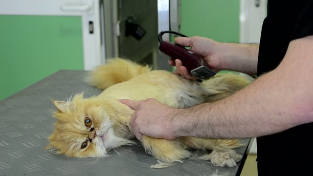 gata en la peluqueria