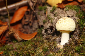 White mushroom on forest outdoor nature