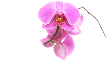 Phalaenopsis. Purple orchid on white background
