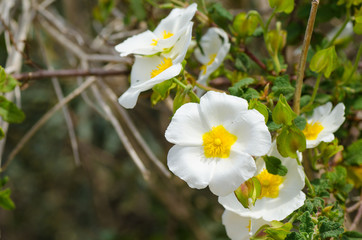 White rockrose flowers