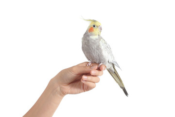 Woman hand holding a beautiful cockatiel bird