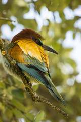 Merops apiaster lll