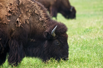 Closeup of American Bison grazing on the meadow