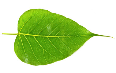 Green bodhi leaf vein on white background