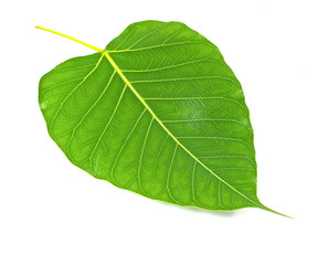 Green bodhi leaf vein on white background