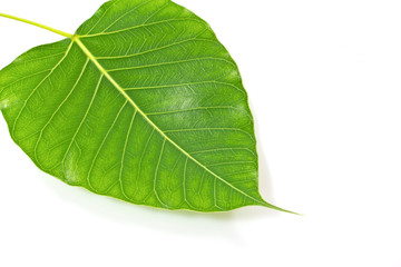 Obraz premium Green bodhi leaf vein on white background