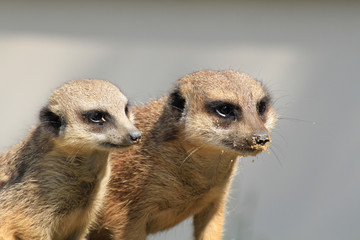 suricates