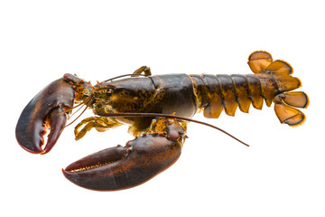 Raw lobster