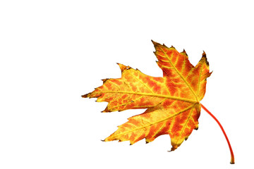 A falling autumn leaf, isolated on white background