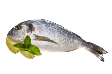 Fresh raw dorada