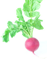 juicy red radish with green leaves isolated on white