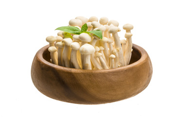 Japan mushroom Shimeji