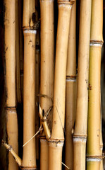 Canne di bambù