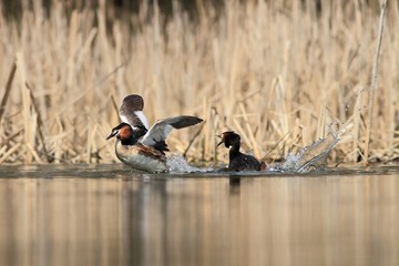 Great Crested Grebe Podiceps cristatus fight