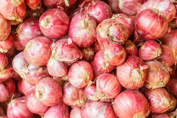 Fresh onion for sell