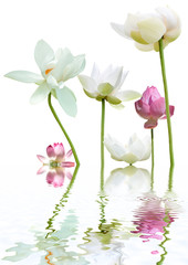 flore aquatique, lotus blanc et lotus rose