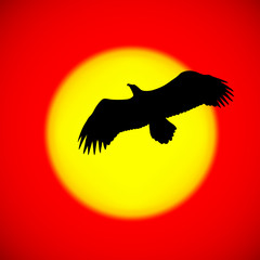Silhouette of an eagle