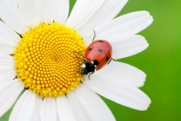 The ladybird creeps on a camomile flower