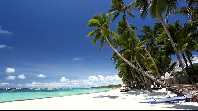 Palms on beach