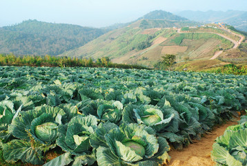 cabbage farm