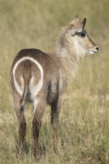 Waterbuck